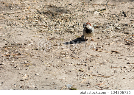 portrait of common sparrow, looking at camera, in the lalbufera of mallorca, 134206725