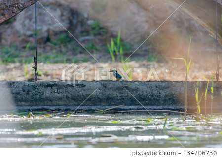 kingfisher, bird, wild in a lake, feeding on looking for small fish kingfisher, bird, wild in a lake, feeding on looking for small fish 134206730
