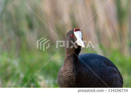 common coot, wild bird in a lake, with reeds and reeds, mating in early spring, natural life, Fulica atra common coot, wild bird in a lake, with reeds and reeds, mating in early spring, natural life, Fulica atra 134206734