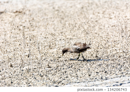European or common rail, (Rallus aquaticus) in the albufera, Majorca lake, looking for small crustaceans to eat European or common rail, (Rallus aquaticus) in the albufera, Majorca lake, looking for small crustaceans to eat 134206743