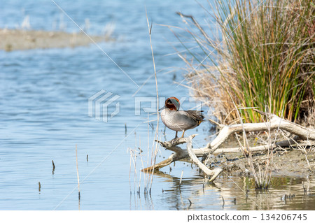 bird on the lake bird on the lake 134206745