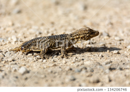 Moorish gecko (Tarentola mauritanica) on the ground, with his tail cut off, on the island of Mallorca Moorish gecko (Tarentola mauritanica) on the ground, with his tail cut off, on the island of Mallorca 134206746