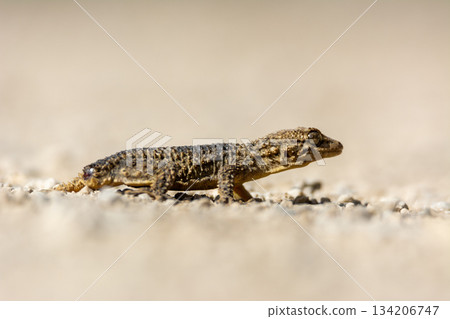 ground level view of a reptile, the brown gecko (Tarentola mauritanica), close-up photograph ground level view of a reptile, the brown gecko (Tarentola mauritanica), close-up photograph 134206747