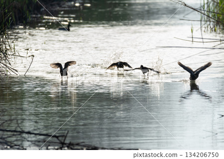 common coot, wild bird in a lake, with reeds and reeds, mating in early spring, natural life, Fulica atra common coot, wild bird in a lake, with reeds and reeds, mating in early spring, natural life, Fulica atra 134206750