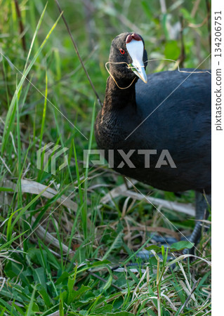 common coot, wild bird in a lake, with reeds and reeds, mating in early spring, natural life, Fulica atra common coot, wild bird in a lake, with reeds and reeds, mating in early spring, natural life, Fulica atra 134206751