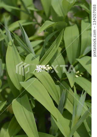 Star flowered lily of the valley 134207088