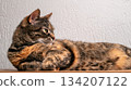 Cat laying on a surface looking to the side in a home setting during daytime hours 134207122