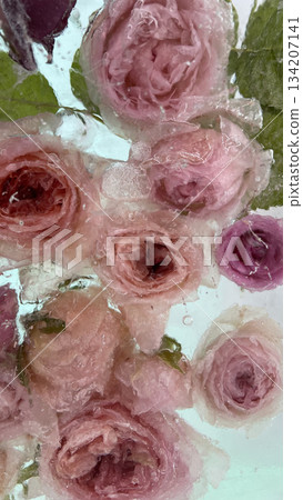 Frozen pink roses in ice block. Petal details and textures create an artistic abstraction. Winter art creative. Abstract floral background. Frozen pink roses in ice block. Petal details and textures create an artistic abstraction. Winter art creative. Abstract floral background. 134207141