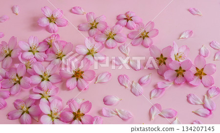 Gentle Spring Pink Floral Background. Delicate Apple Tree Flowers and Scattered Petals on Pastel Pink Backdrop. 134207145