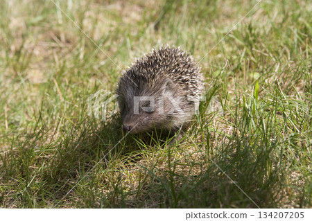 Little hedgehog running on the green grass Little hedgehog running on the green grass 134207205