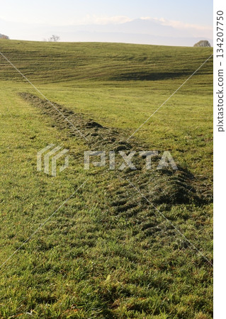 Field of grass with a path in the middle Field of grass with a path in the middle 134207750