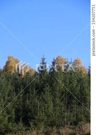 Forest with trees in the foreground and a blue sky in the background 134207751