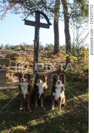 Three dogs are sitting in a grassy field in front of a cross 134207752