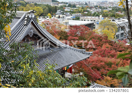 永觀禪林寺:從多寶塔眺望禦榮堂和楓樹(京都市左京區) 永觀禪林寺:從多寶塔眺望禦榮堂和楓樹(京都市左京區) 134207801