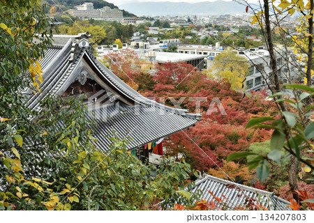 永觀禪林寺:從多寶塔眺望禦榮堂和楓樹(京都市左京區) 永觀禪林寺:從多寶塔眺望禦榮堂和楓樹(京都市左京區) 134207803