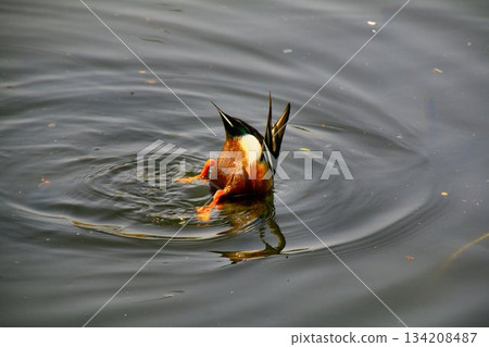 Dining at Chidorigafuchi, a famous cherry blossom viewing spot... [Duck] 134208487