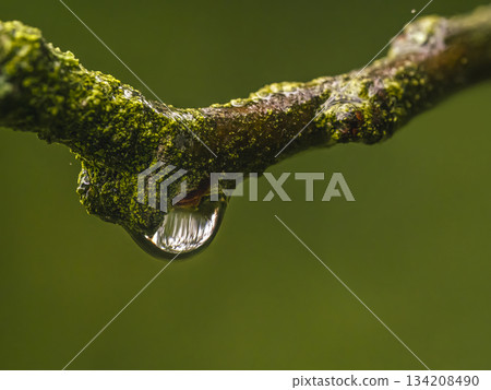 Macro View Of Mossy Branch With Water Droplet Glimmering In Deep Green Background 134208490