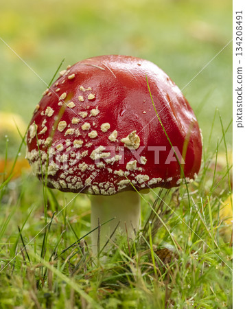 Red Fly Agaric Mushroom in Grass with Wet Cap Details Red Fly Agaric Mushroom in Grass with Wet Cap Details 134208491