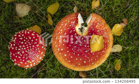 Two Red Fly Agaric Mushrooms shot from above growing in Grass 134208495
