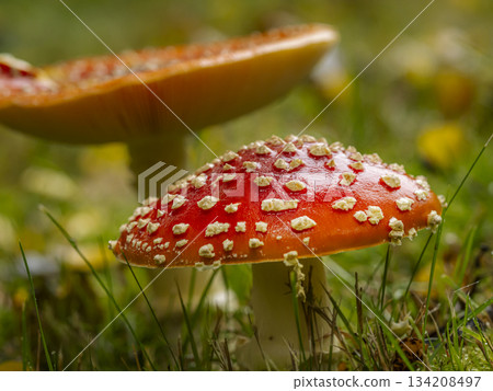 Red Fly Agaric Mushrooms in Grass with Autumn Leaves and Wet Cap Details 134208497