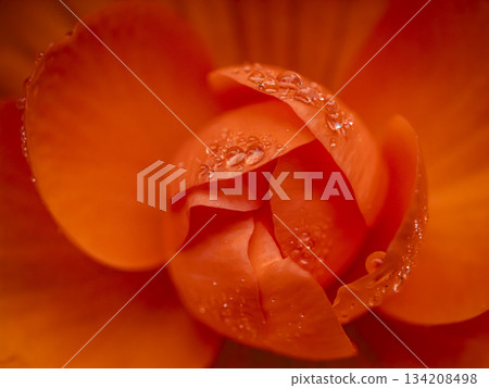 Bright Orange Begonia Bloom Close-Up Bright Orange Begonia Bloom Close-Up 134208498