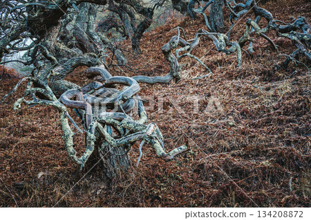 [Ono's Weeping Chestnut Grove] A strange sight [Tatsuno Town, Kamiina District] 134208872