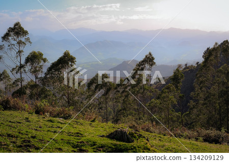 A breathtaking scenic landscape capturing a lush green hillside in the foreground adorned with tall eucalyptus trees. A breathtaking scenic landscape capturing a lush green hillside in the foreground adorned with tall eucalyptus trees. 134209129