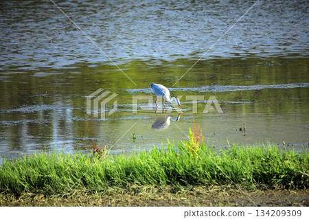 Grey herons come to the rice paddies of Ebina 134209309