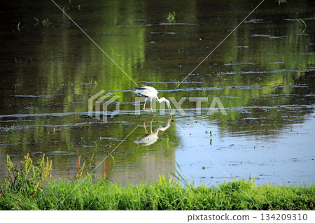 Grey herons come to the rice paddies of Ebina Grey herons come to the rice paddies of Ebina 134209310