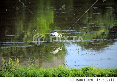 Grey herons come to the rice paddies of Ebina 134209311