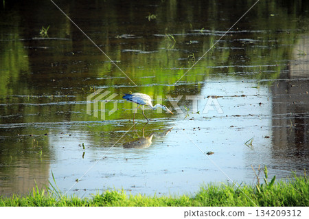 Grey herons come to the rice paddies of Ebina Grey herons come to the rice paddies of Ebina 134209312