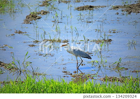 Grey herons come to the rice paddies of Ebina Grey herons come to the rice paddies of Ebina 134209324
