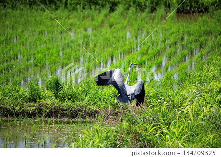 Grey herons come to the rice paddies of Ebina Grey herons come to the rice paddies of Ebina 134209325