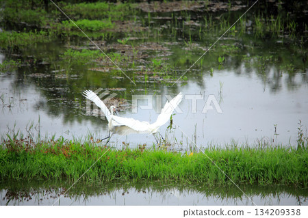 海老名稻田裡，白鷺不斷爭鬥。 134209338