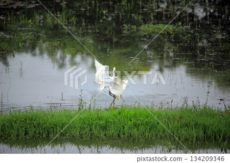 Egrets repeatedly battle in the rice paddies of Ebina 134209346
