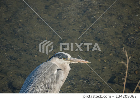 Grey Heron, Kamogawa River, Kyoto City Grey Heron, Kamogawa River, Kyoto City 134209362