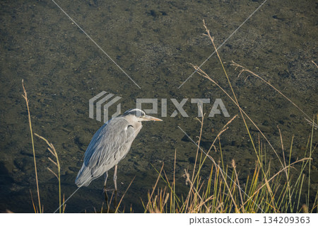 Grey Heron, Kamogawa River, Kyoto City 134209363