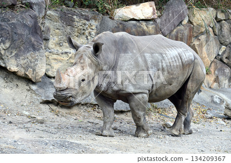 Walking Southern White Rhino 134209367