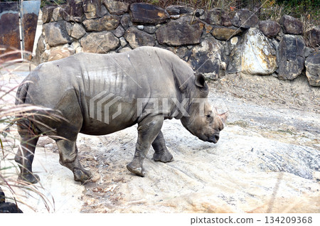 Walking Southern White Rhino 134209368