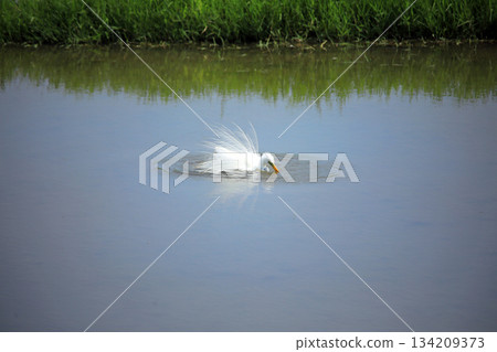 難得一見的景象…白鷺鷥在水中沐浴 134209373