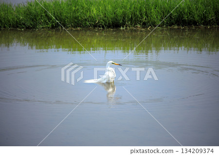 難得一見的景象…白鷺鷥在水中沐浴 134209374