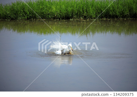 難得一見的景象…白鷺鷥在水中沐浴 134209375