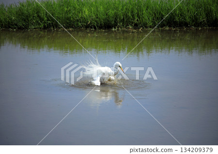 難得一見的景象…白鷺鷥在水中沐浴 134209379