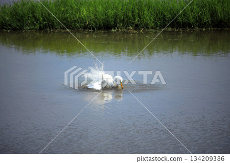 A rare sight... egrets bathing in the water 134209386