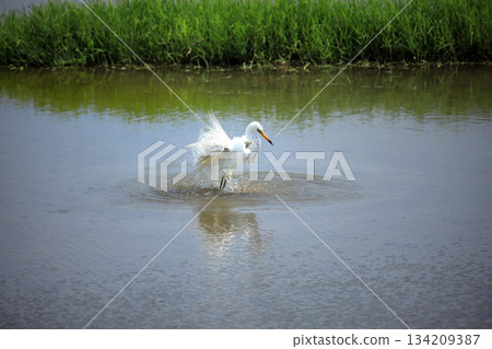 A rare sight... egrets bathing in the water 134209387
