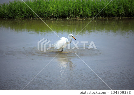 A rare sight... egrets bathing in the water 134209388