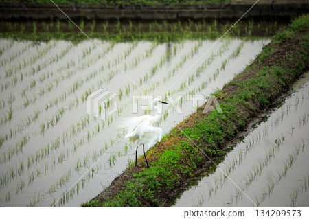 Beautiful egrets coming to the countryside of Ebina Beautiful egrets coming to the countryside of Ebina 134209573
