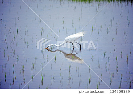美麗的白鷺鷥來到海老名鄉間。 134209589