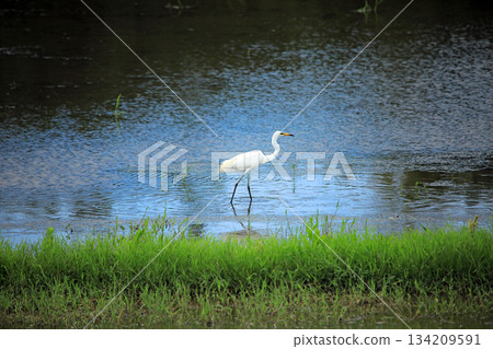 美麗的白鷺鷥來到海老名鄉間。 134209591