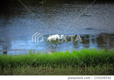 美麗的白鷺鷥來到海老名鄉間。 134209592